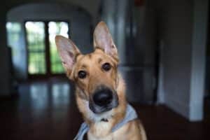 Dog with large ears may need hearing aids
