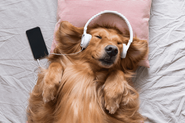 What Are the Most Peaceful Sounds for Sleep?