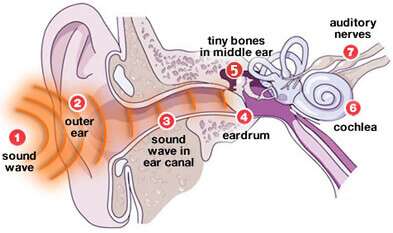 The Journey of Sound from Air to Brain