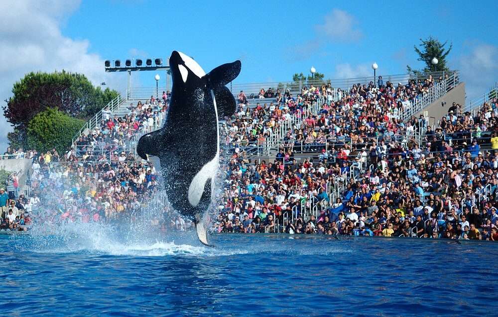How Do Orcas and the Apple Watch Relate to Hearing?