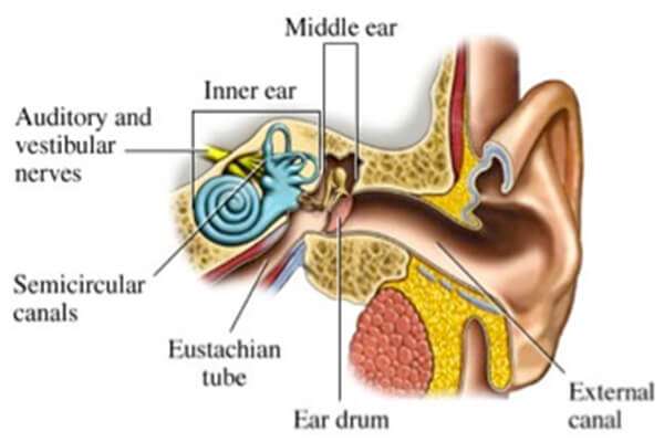 The Mechanics of Auditory Damage