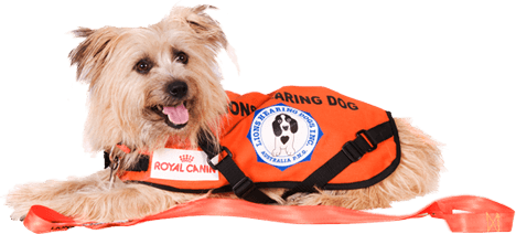 How Do Hearing Dogs Assist the Deaf?