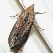 Greater-Wax-Moth-Audicus-hearing-technology