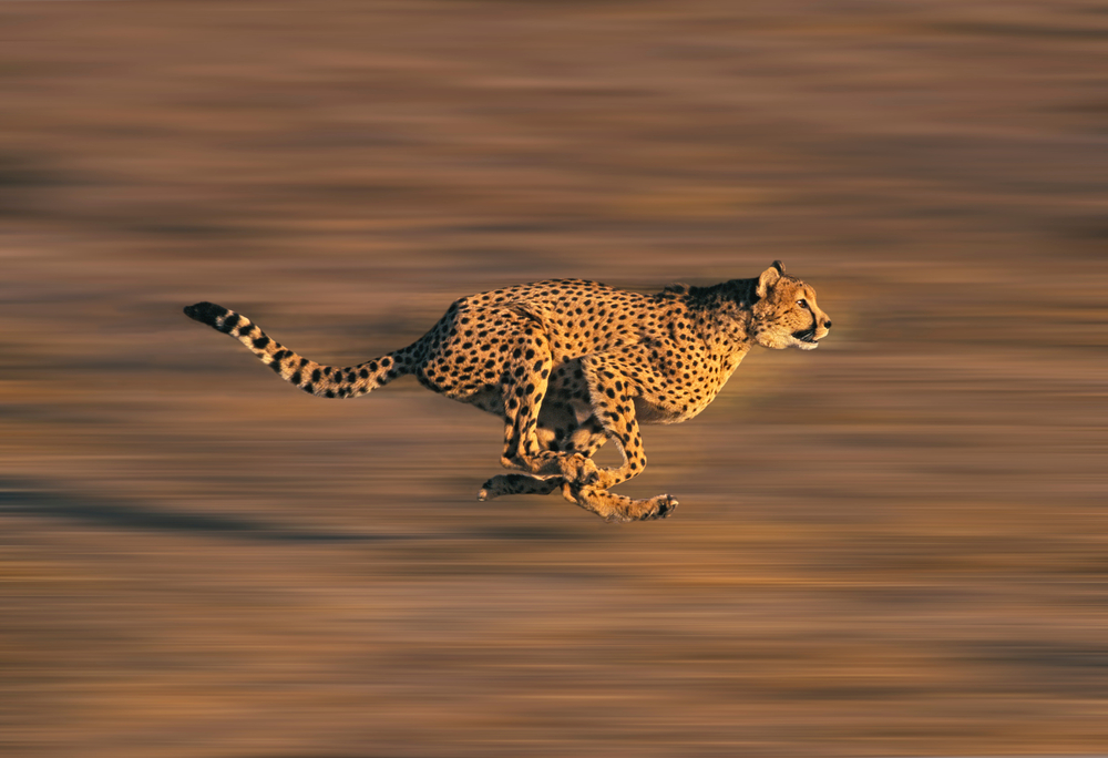 The Extraordinary Inner Ear of the Cheetah - NYHD Institute for Hearing & Balance