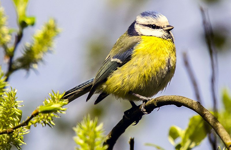 Plants that Attract Songbirds
