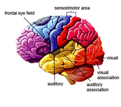brain-atrophy-Audicus-hearing-aids 