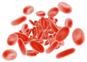 red blood cells