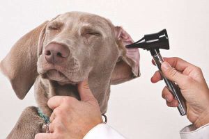 hearing aids for dogs: doctor listens to dog hearing
