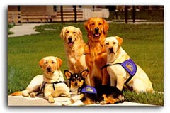 Hearing-loss-dogs-Audicus