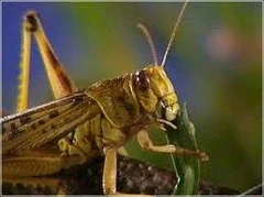 audicus-hearing-technology