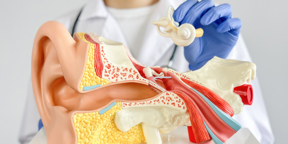 How the Human Ear Works: A Step-by-Step Guide